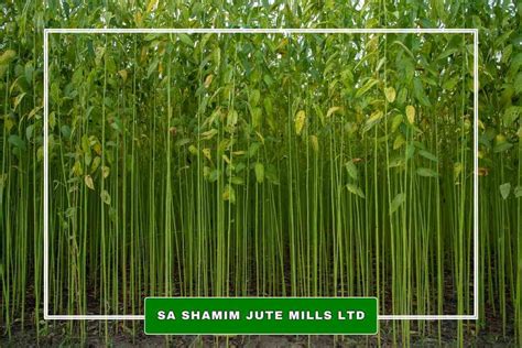 Justified Usage of Jute: Exploring its Sustainable Applications and Production Processes!