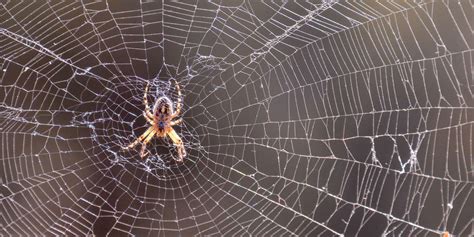 Do Spiders Travel in Packs, and Why Do They Always Seem to Know Where You’re Sitting?