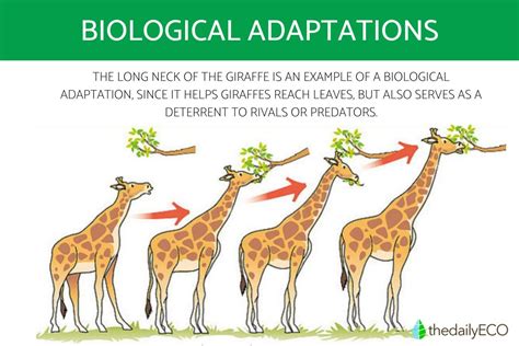 What Animal Can Go the Longest Without Water: A Dive into Survival and Adaptation